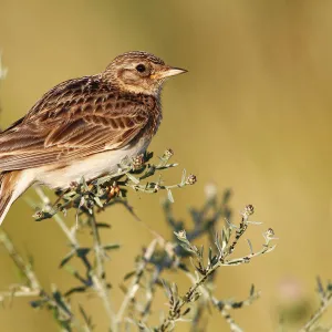 Skylark -Alauda arvensis-, perched on a grassy plant, Apetlon, Lake Neusiedl, Burgenland, Austria, Europe