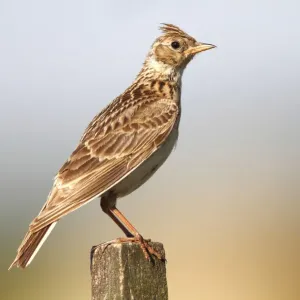 Skylark (Alauda arvensis) sitting on a fence post Skylark (Alauda arvensis) sitting on a fence post