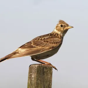 Skylark (Alauda arvensis) sitting on a fence post Skylark (Alauda arvensis) sitting on a fence post