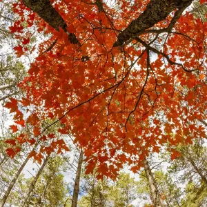 Skyward view of maple tree in pine forest, Upper Peninsula of Michigan, USA Skyward view of maple tree in pine forest, Upper Peninsula of Michigan, USA