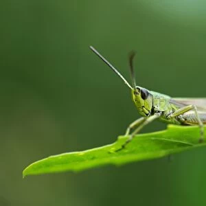 Slant-faced Grasshopper (Gomphocerinae) on a blade of grass