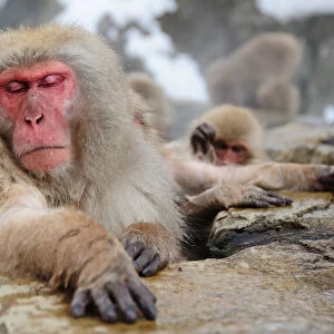 Sleeping beauty - Jigokudani Snow Monkey Park