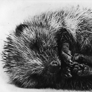 Sleeping Hedgehog