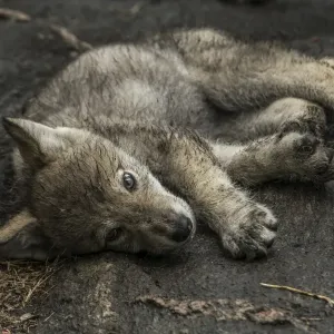Sleepy Gray Wolf Print Sleepy Gray Wolf Print