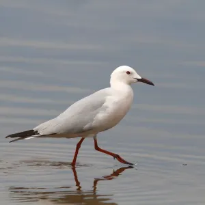 Slender-billed Gull -Larus genei-, wading in shallow water, Camargue, France, Europe Slender-billed Gull -Larus genei-, wading in shallow water, Camargue, France, Europe