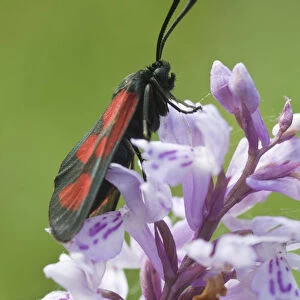Slender Scotch Burnet moth (Zygaena loti or Lictoria Lotis), Seiser Alm, Dolomites, Alto Adige, Italy, Europe
