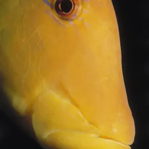 Slingjaw Wrasse Slingjaw Wrasse