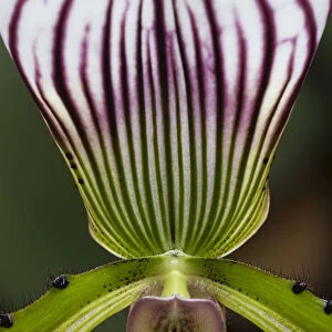 Slipper Orchid -Paphiopedilum barbatum-, Mainau, Baden-Wurttemberg, Germany