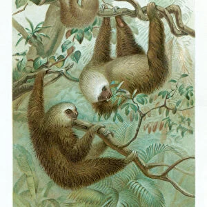 Sloth chromolithograph 1896