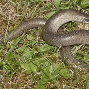 Slow Worm Print - Anguis fragilis, Untergroeningen, Germany