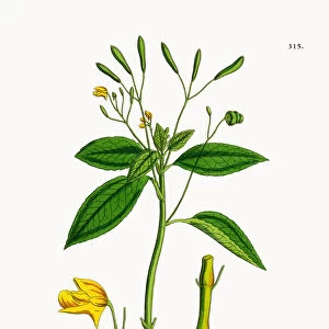 Small Balsam, Impatiens parviflora, Victorian Botanical Illustration, 1863
