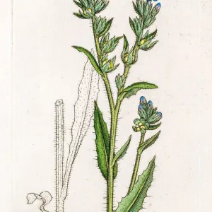 Small bugloss