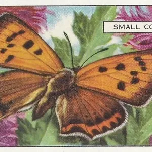 Small Copper Butterfly, Butterflies and Moths series, Gallaher Collectible Tobacco Card, 1938 Small Copper Butterfly, Butterflies and Moths series, Gallaher Collectible Tobacco Card, 1938
