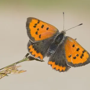 Small Copper Butterfly Print