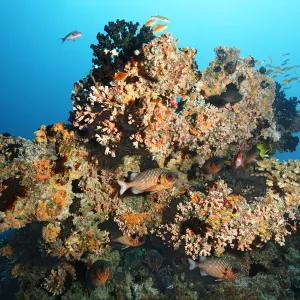 Small Coral Reef Print with Tubastrea micranthus and Dendrophyllia gracilis Small Coral Reef Print with Tubastrea micranthus and Dendrophyllia gracilis