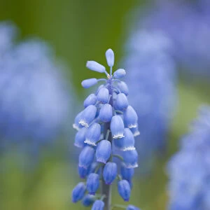 Small Grape Hyacinth -Muscari botryoides-, flowers, Thuringia, Germany