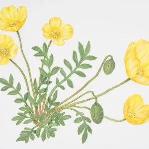 Arctic Poppy Print, Small Green Leaves and Bright Yellow Flowers