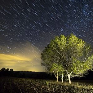Small group of trees with colorful leaves under a night sky of stars moving