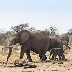 Small herd of African Bush Elephants -Loxodonta africana- marching with a calf past a skeleton of a giraffe, Etosha National Park, Namibia