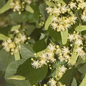Small-leaved lime -Tilia cordata-, flowers