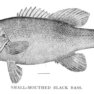 Small mouthed black bass engraving 1898 Small mouthed black bass engraving 1898