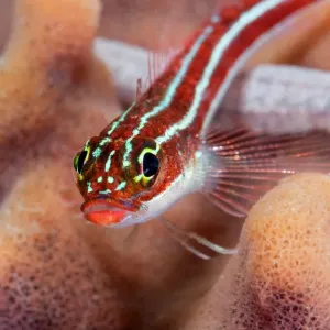 Small Red Goby Print on Sponge