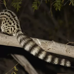 Small-spotted Genet, Richtersveld, South Africa
