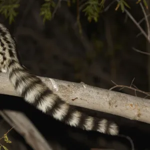 Small-spotted Genet, Richtersveld, South Africa