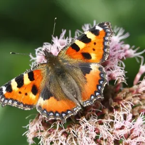 Small Tortoiseshell (Aglais urticae) on flowering Eupatorium Small Tortoiseshell (Aglais urticae) on flowering Eupatorium