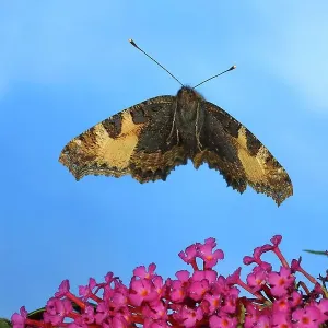 Small tortoiseshell (Nymphalis urticae), in flight, highspeed nature photo, over dwarf butterfly-bush (Buddleja davidii) Siegerland, North Rhine-Westphalia, Germany Small tortoiseshell (Nymphalis urticae), in flight, highspeed nature photo, over dwarf butterfly-bush (Buddleja davidii) Siegerland, North Rhine-Westphalia, Germany