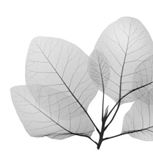Smoke bush leaves (Cotinus sp. ), X-ray