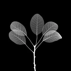 Smoke bush leaves, X-ray