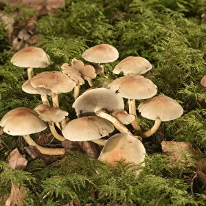 Smokey Gilled Woodlover mushroom -Hypholoma capnoides-, Untergroeningen, Baden-Wuerttemberg, Germany, Europe