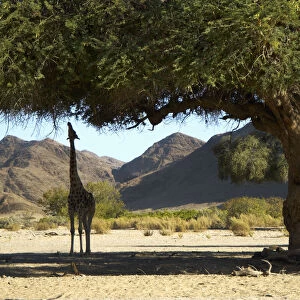 Smoky Giraffe, Hoanib River Valley, Namibia
