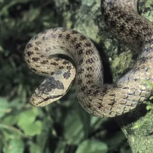 Smooth Snake (Coronella austriaca) Smooth Snake (Coronella austriaca)