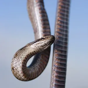 Smooth snake (Coronella austriaca) Smooth snake (Coronella austriaca)