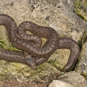 Smooth snake -Coronella austriaca- sunbathing, Baden-Wurttemberg, Germany