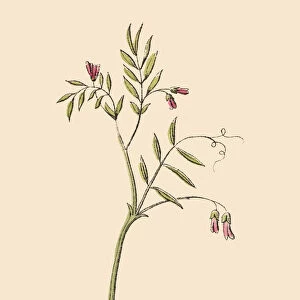 Smooth Vetch, Legumes, Victorian Botanical Illustration