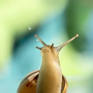 snail blowing bubbles