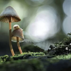 snails atop mushrooms