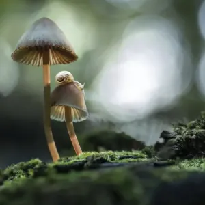 Schnecken auf Pilzen Schnecken auf Pilzen
