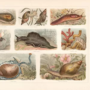 Snails (Gastropoda), chromolithograph, published in 1897