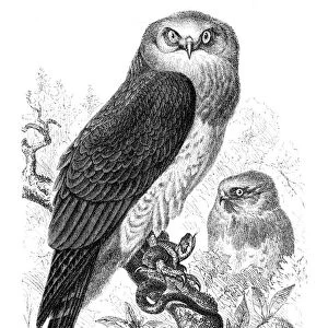 Snake eagle engraving 1892