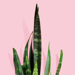 Snake Plant Print on Pink Background Snake Plant Print on Pink Background