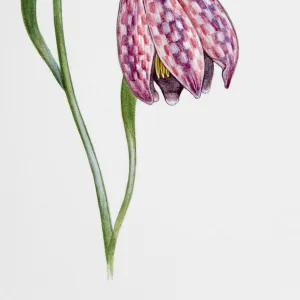 Snakes Head (Fritillaria meleagris)