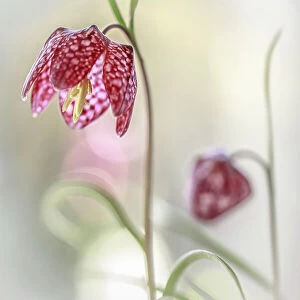 Snakeshead Fritillary flower