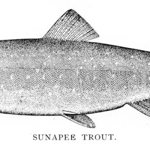 Snapee trout engraving 1898 Snapee trout engraving 1898