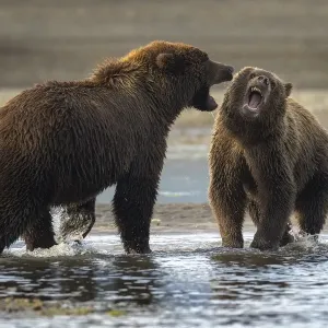 Snarling Snarling