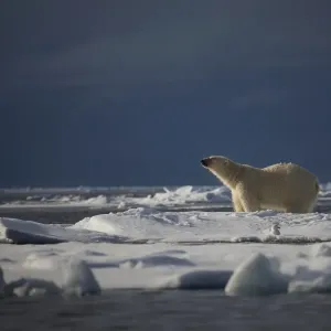Polar Bear Arctic Print Polar Bear Arctic Print