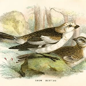 Snow bunting birds engraving 1896